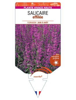 LYTHRUM salicaria voir Salicaire effilée