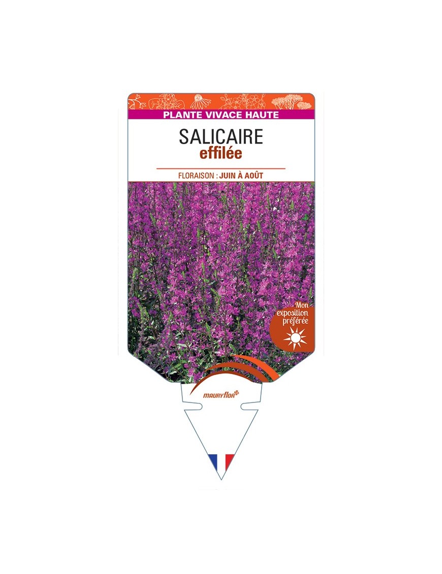LYTHRUM salicaria voir Salicaire effilée