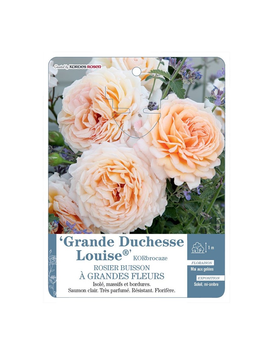 Grande Duchesse Louise® KORbrocaze Rosier à grandes fleurs
