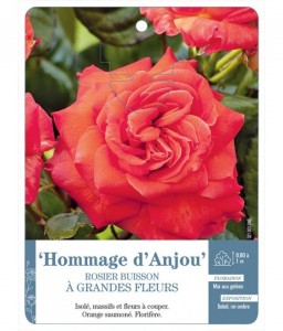 Hommage d'Anjou Rosier à grandes fleurs