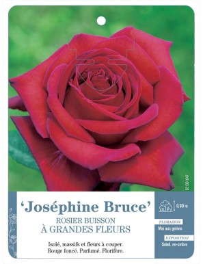 Joséphine Bruce Rosier à grandes fleurs