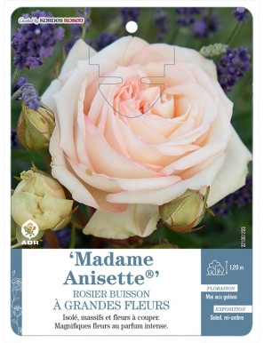 Madame Anisette® Rosier à grandes fleurs