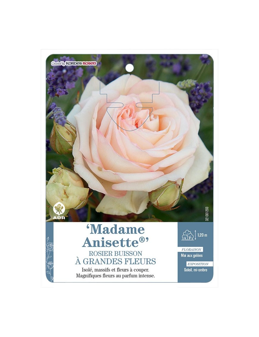 Madame Anisette® Rosier à grandes fleurs