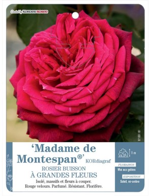 Madame de Montespan® KORdiagraf Rosier à grandes fleurs
