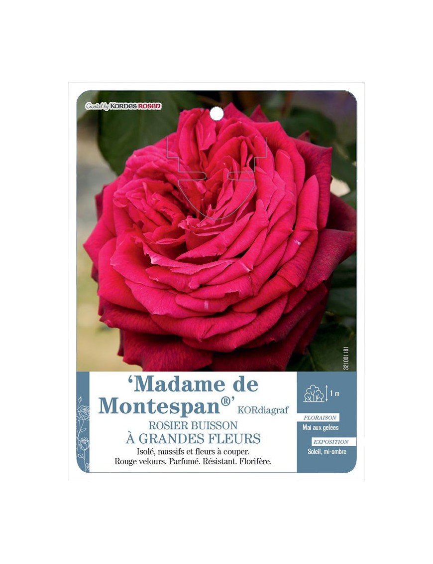 Madame de Montespan® KORdiagraf Rosier à grandes fleurs
