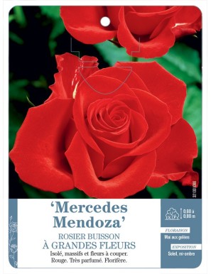Mercedes Mendoza Rosier à grandes fleurs