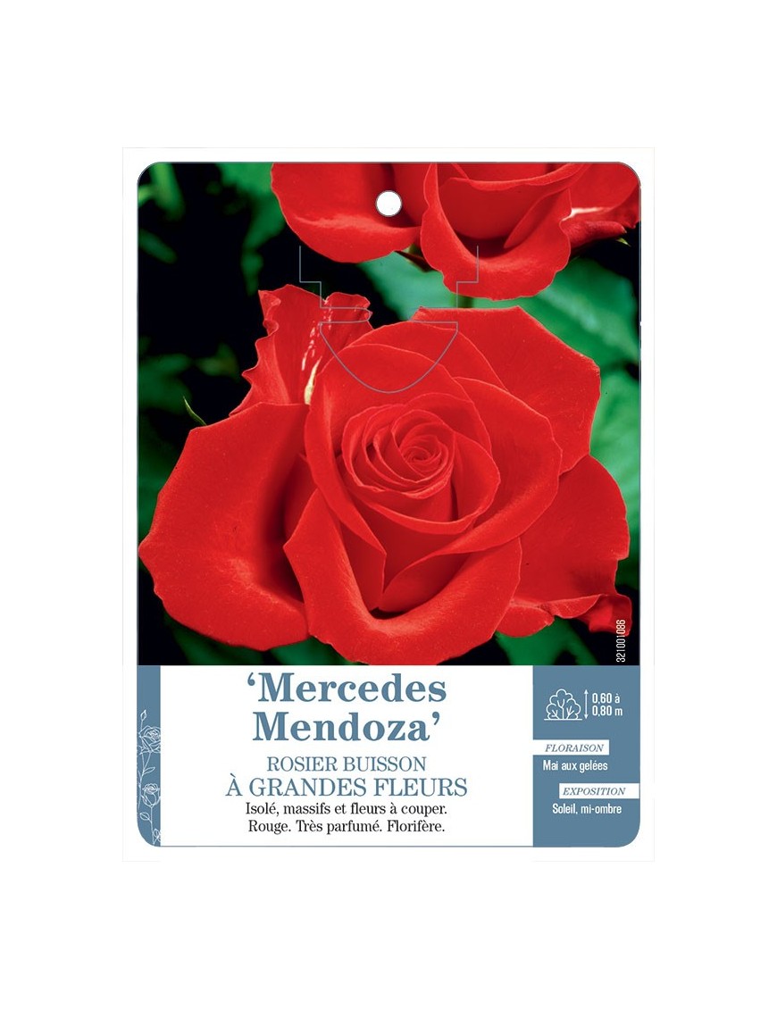Mercedes Mendoza Rosier à grandes fleurs
