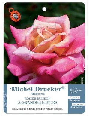 Michel Drucker® Panhuren Rosier à grandes fleurs