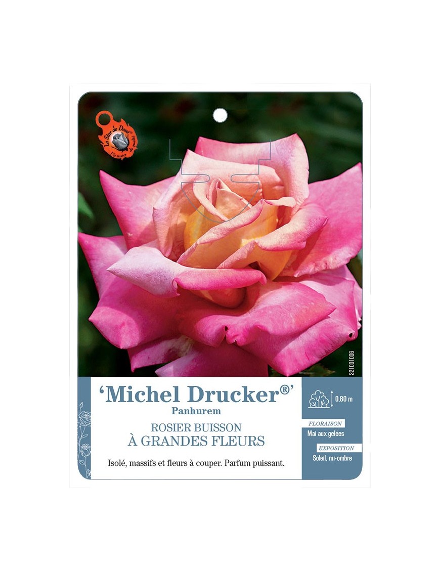 Michel Drucker® Panhuren Rosier à grandes fleurs