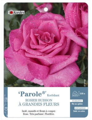 Parole® Korbilant Rosier à grandes fleurs