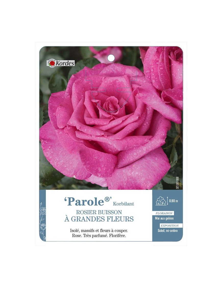 Parole® Korbilant Rosier à grandes fleurs