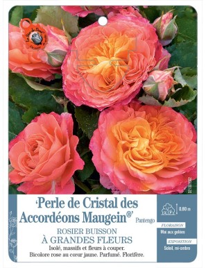 Perle de Cristal des Accordéons Maugein® Pantengo Rosier à grandes fleurs