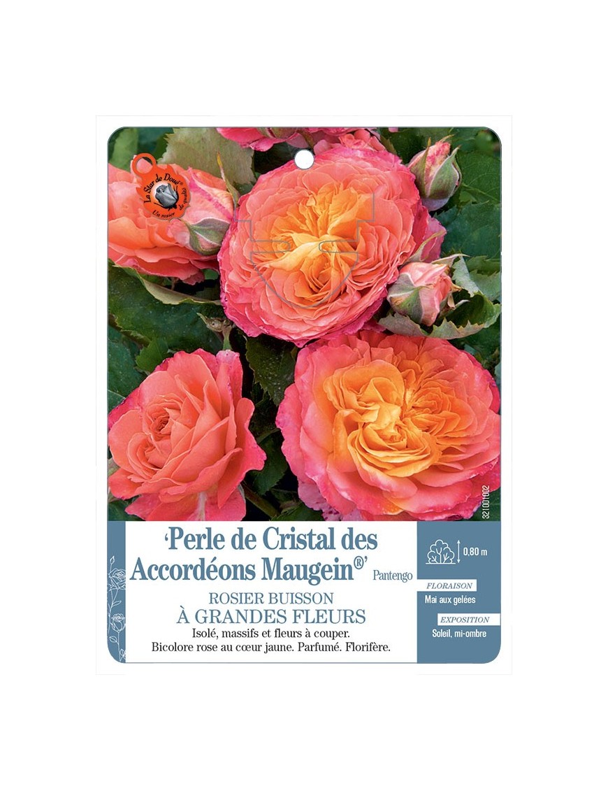 Perle de Cristal des Accordéons Maugein® Pantengo Rosier à grandes fleurs