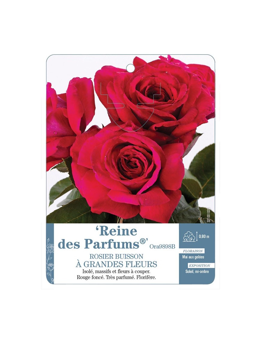 Reine des Parfums® Ora9898B Rosier à grandes fleurs