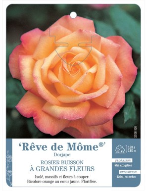 Rêve de Môme® Dorjape Rosier à grandes fleurs