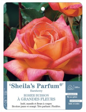 Sheila's Parfum® Harsherry Rosier à grandes fleurs