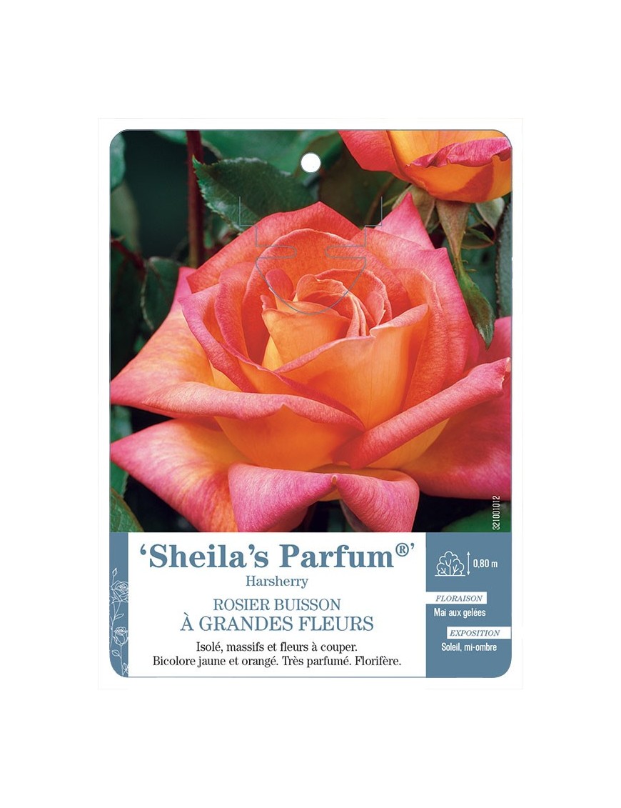 Sheila's Parfum® Harsherry Rosier à grandes fleurs