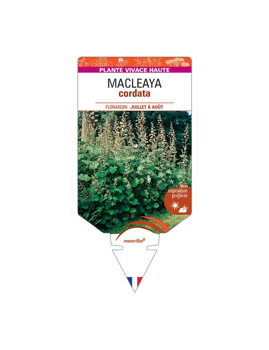 MACLEAYA CORDATA (plume)