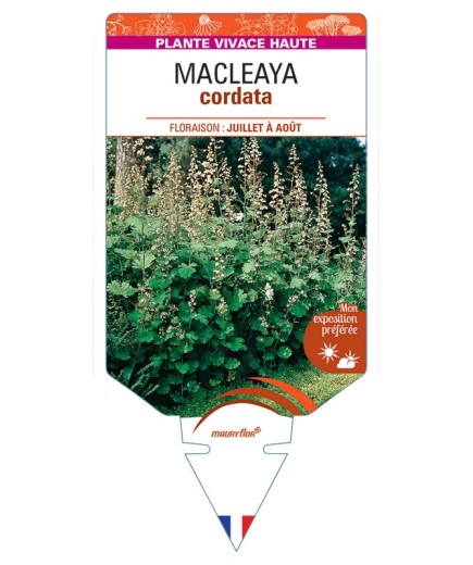 MACLEAYA CORDATA (plume)