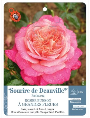 Sourire de Deauville®  Panlavrug Rosier à grandes fleurs