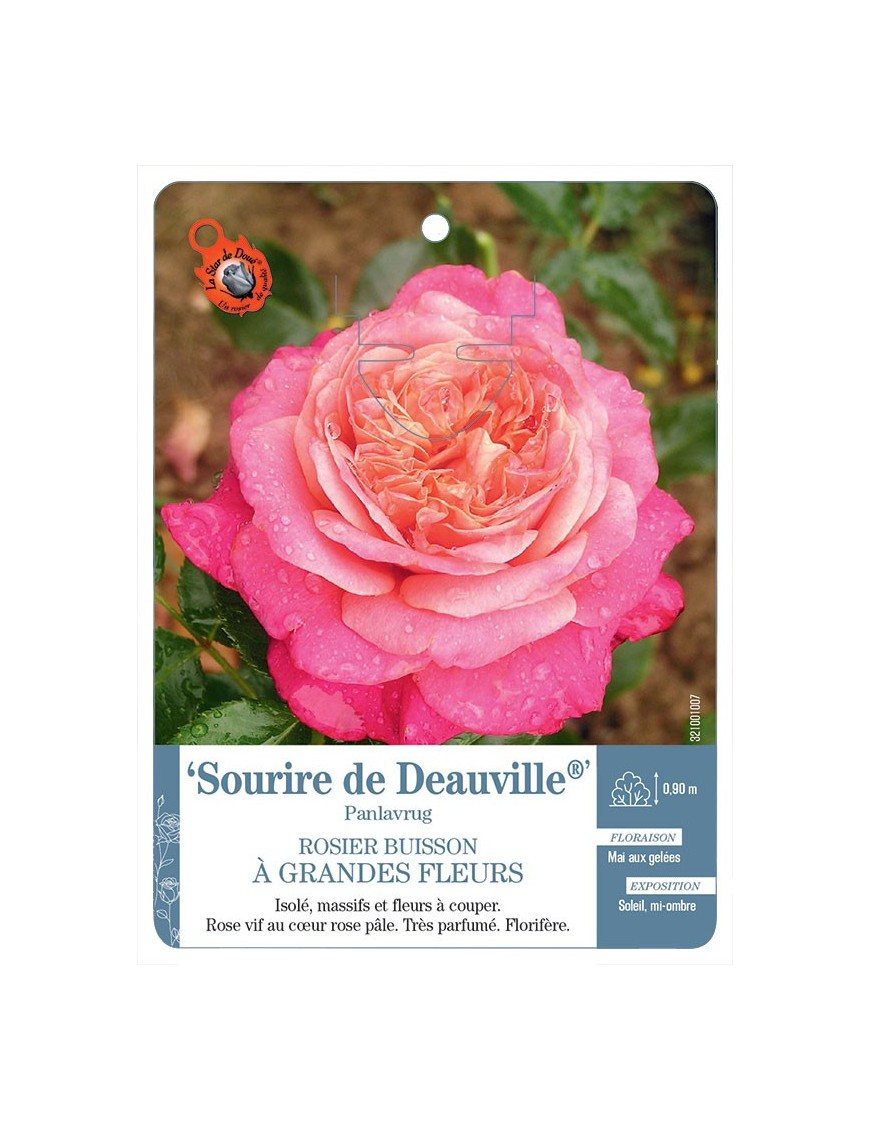 Sourire de Deauville®  Panlavrug Rosier à grandes fleurs