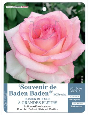 Souvenir de Baden Baden® KORsouba Rosier à grandes fleurs