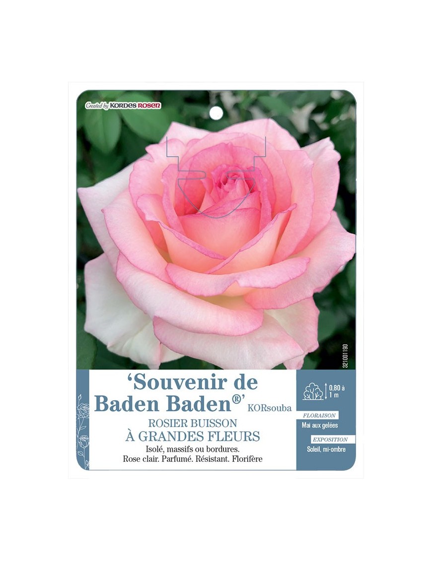 Souvenir de Baden Baden® KORsouba Rosier à grandes fleurs