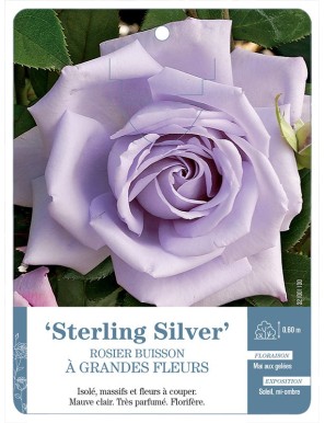 Sterling Silver Rosier à grandes fleurs