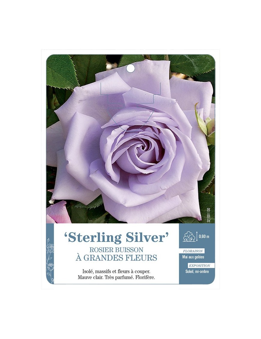 Sterling Silver Rosier à grandes fleurs