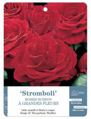 Stromboli Rosier à grandes fleurs