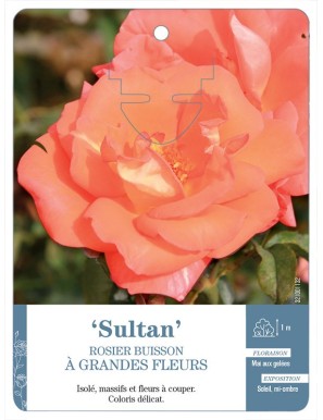 Sultan Rosier à grandes fleurs