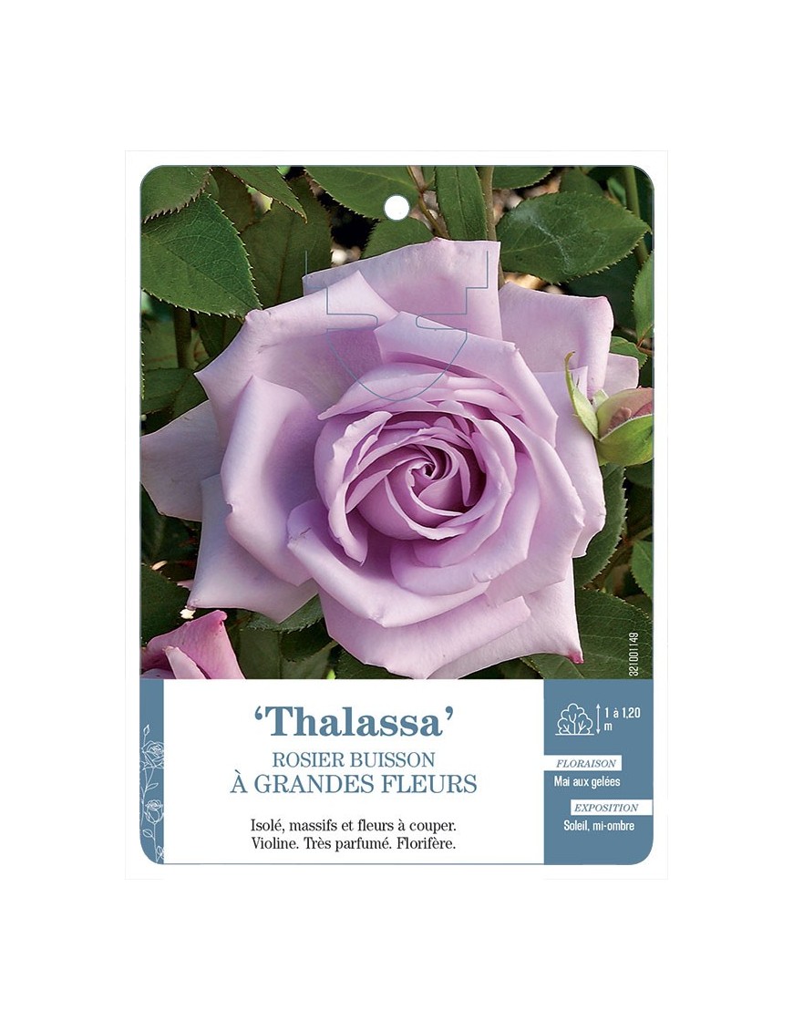 Thalassa Rosier à grandes fleurs