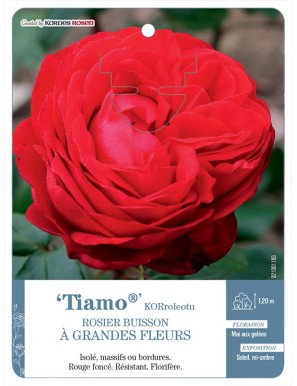 Tiamo® KORroleotu Rosier à grandes fleurs