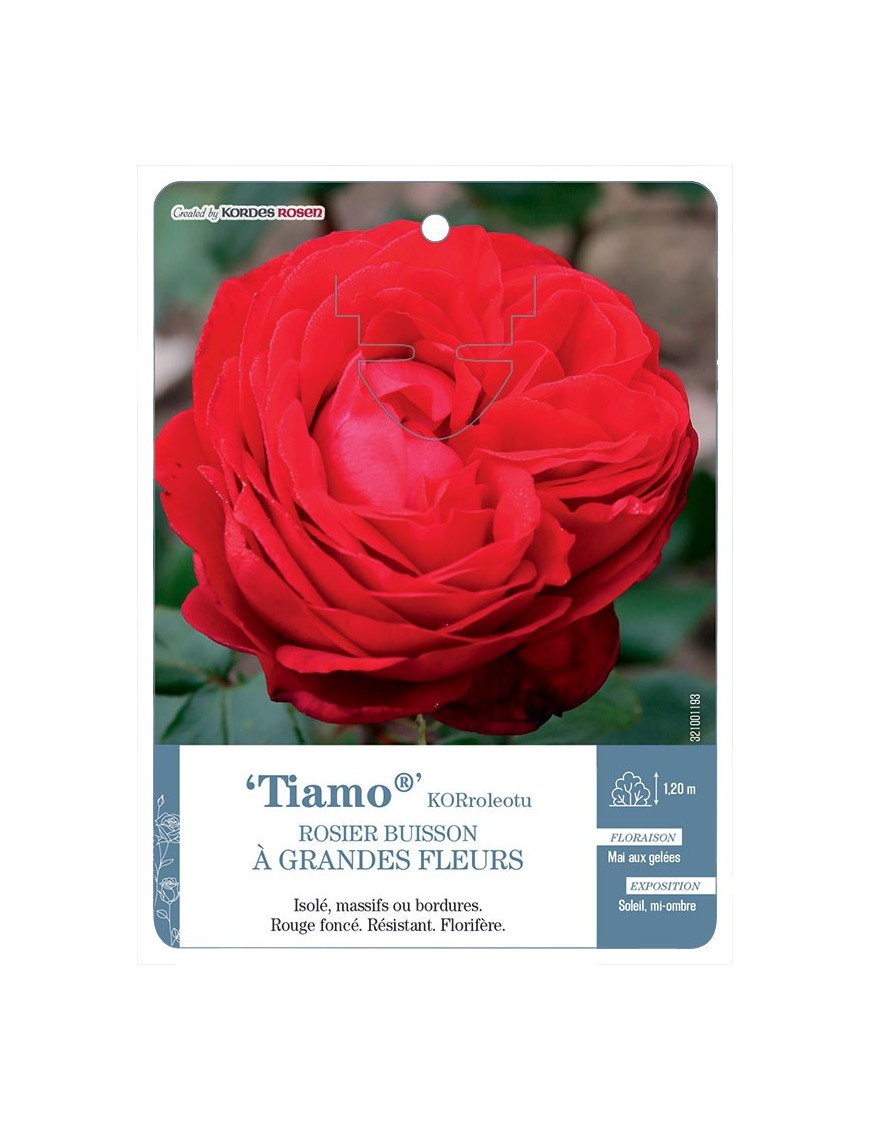 Tiamo® KORroleotu Rosier à grandes fleurs