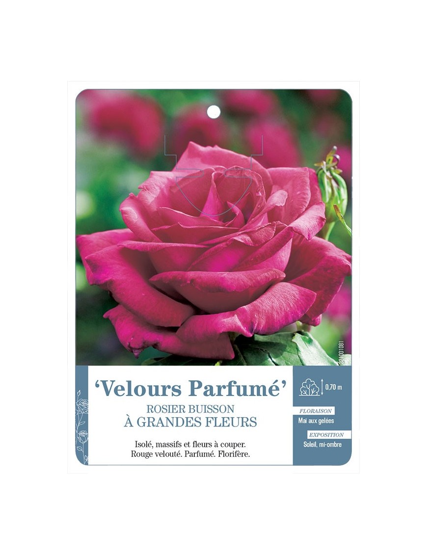 Velours Parfumé Rosier à grandes fleurs