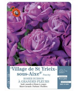 Village de St Yriex-sous-Aixe® Pancity Rosier à grandes fleurs