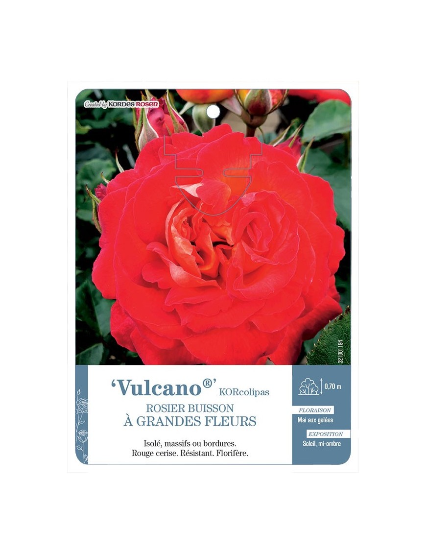 Vulcano® KORcolipas Rosier à grandes fleurs