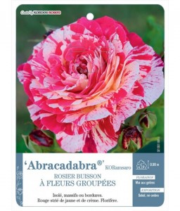 Abracadabra® KORamsaro Rosier à fleurs groupées