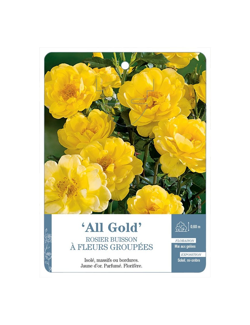Allgold Rosier à fleurs groupées
