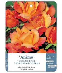 Animo Rosier à fleurs groupées
