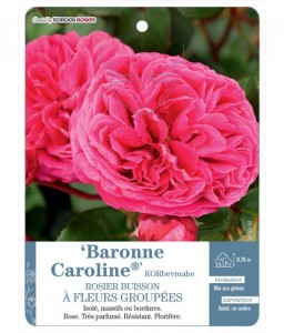 Baronne Caroline® KORbevmahe Rosier à fleurs groupées