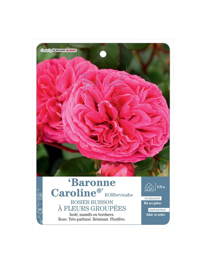 Baronne Caroline® KORbevmahe Rosier à fleurs groupées