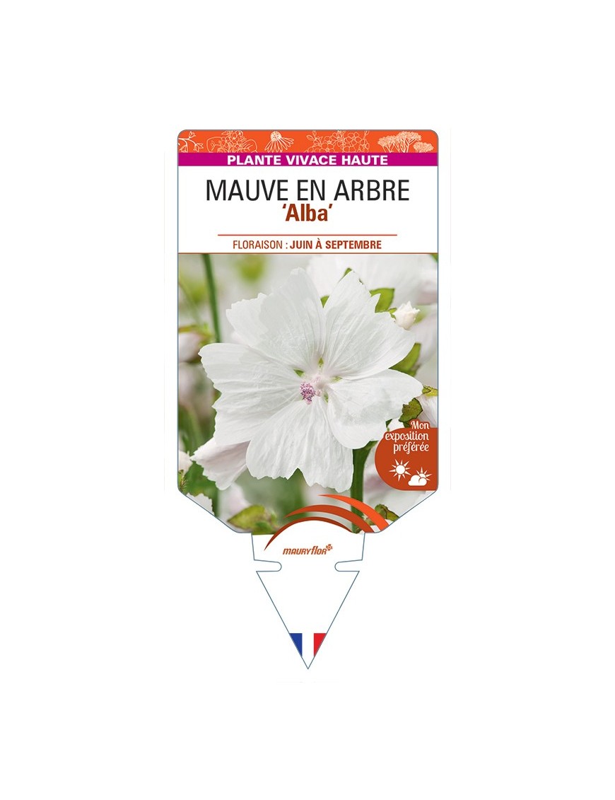 MALVA moschata Alba voir Mauve en Arbre