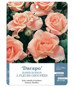 Dacapo Rosier à fleurs groupées