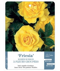Friesia Rosier à fleurs groupées