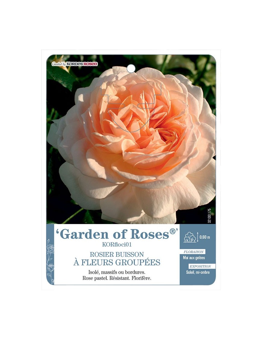 Garden of Roses® KORfloci01 Rosier à fleurs groupées