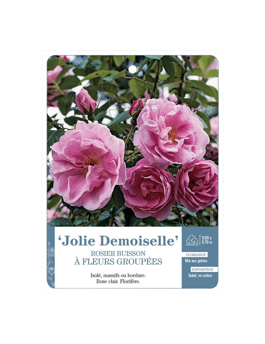 Jolie Demoiselle Rosier à fleurs groupées