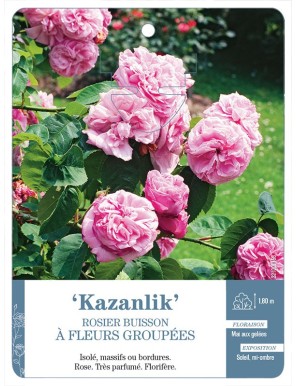 Kazanlik Rosier à fleurs groupées