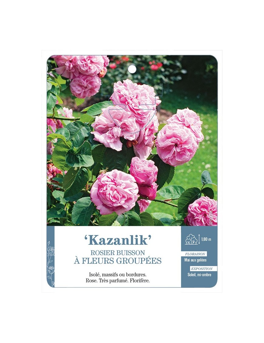 Kazanlik Rosier à fleurs groupées