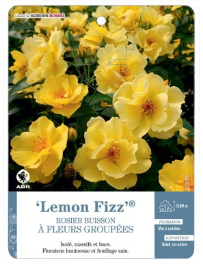 Lemon Fizz® Rosier à fleurs groupées